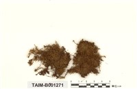 藏品(暗綠灰苔)的圖片